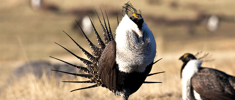 sagegrouse.jpg