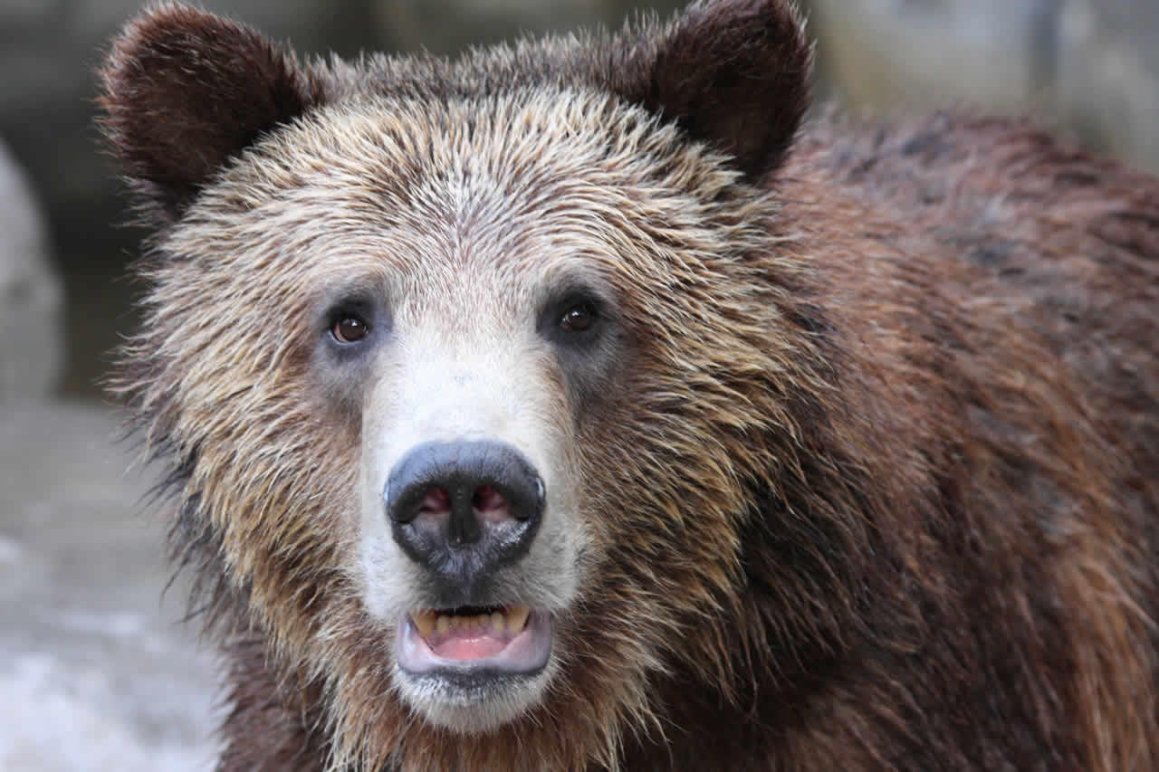grizzly-bear_Nathan-Rupert-CC-BY-NC-ND_0.jpg