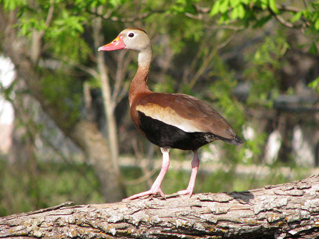 2912-black-bellied-whistling-duck.jpg