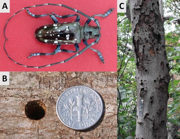 Asian-longhorned-beetle.jpg
