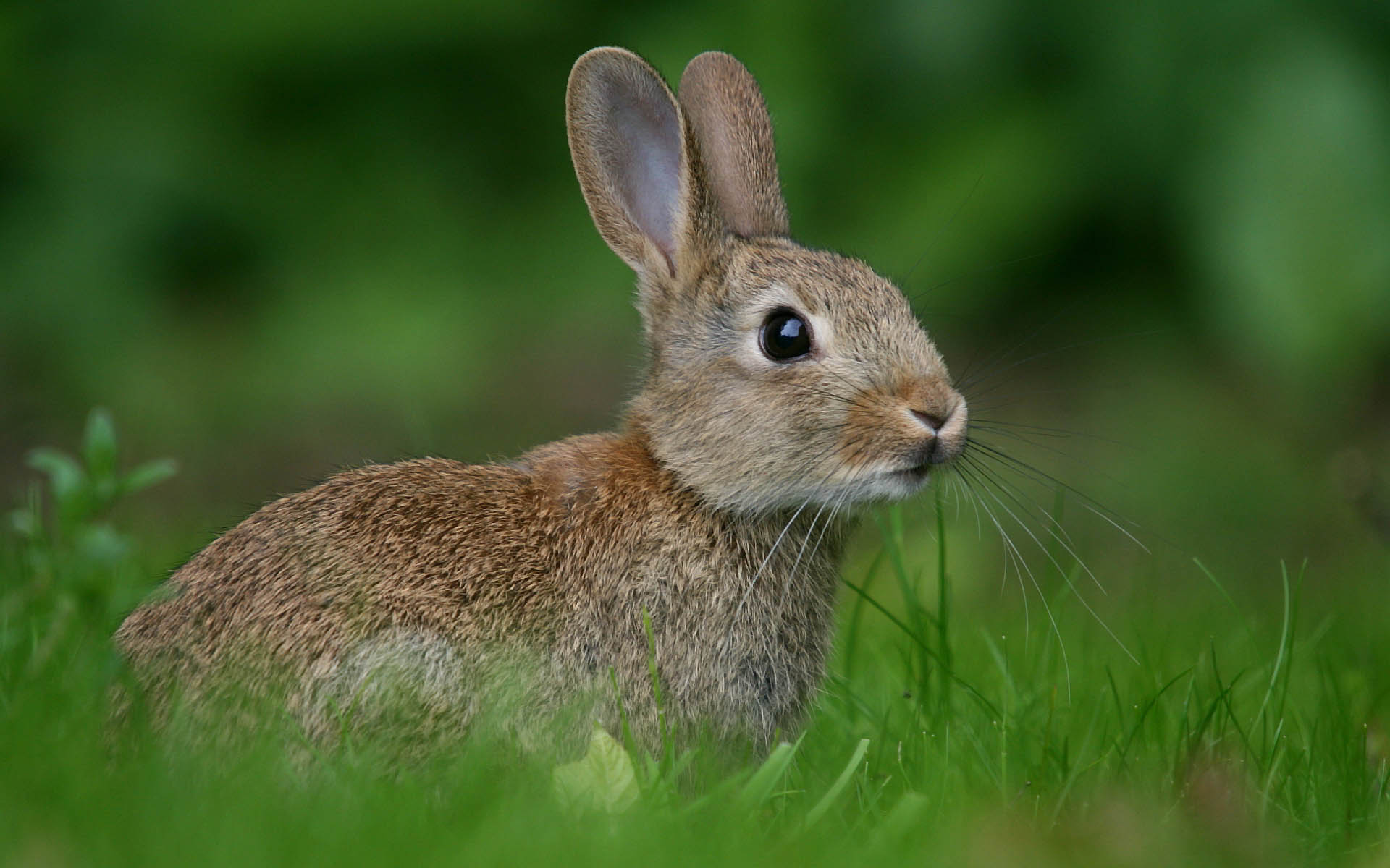 3515_rabbit.jpg
