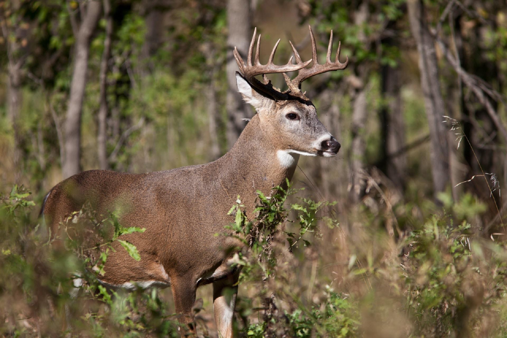 white-tail-deer-902531.jpg