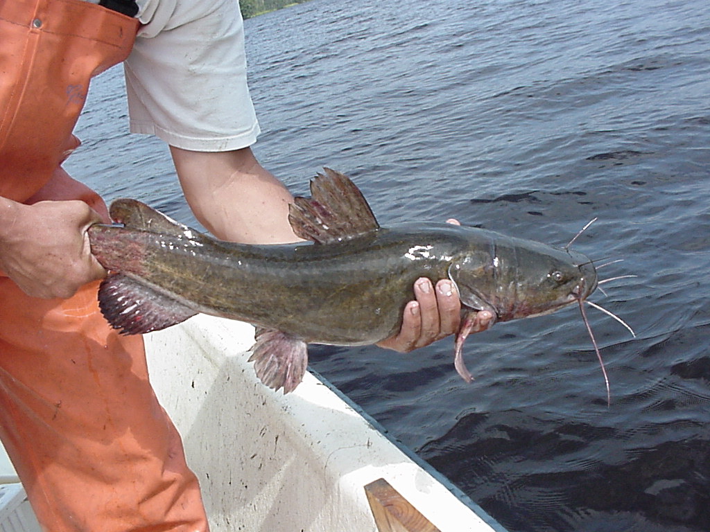 catfish_2.jpg