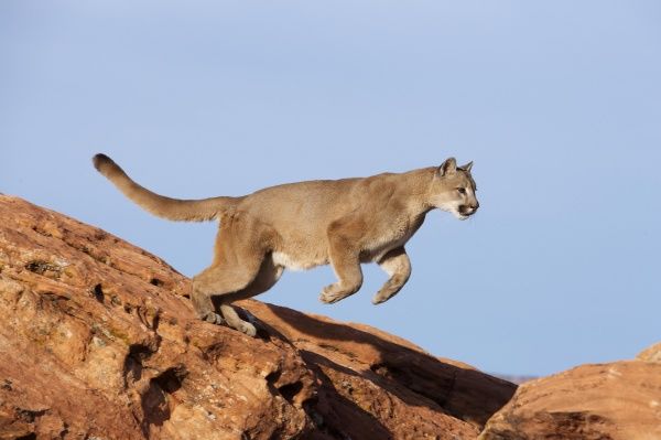 mountain-lion-puma-concolor-4249465.jpg