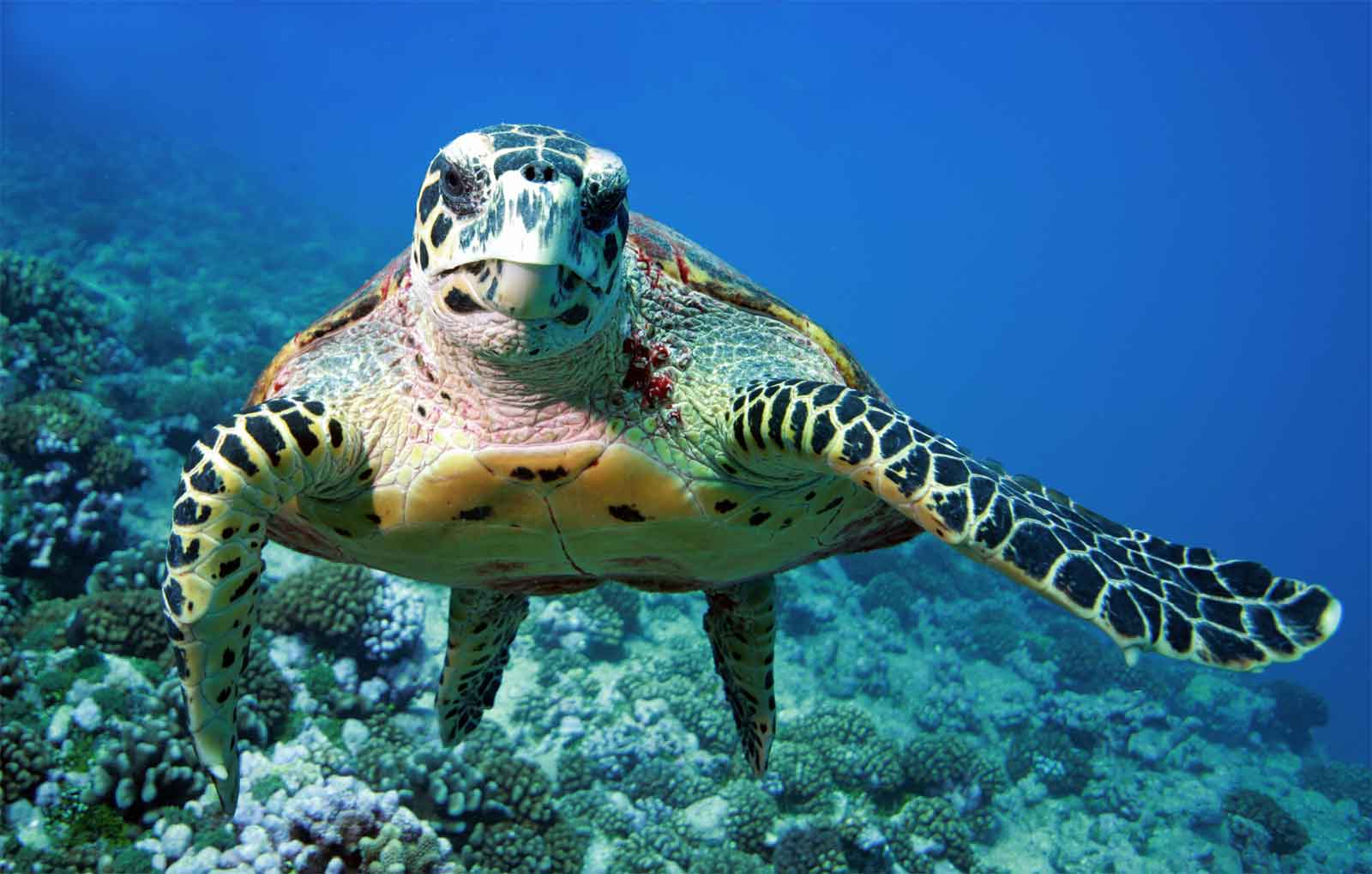 sea-turtle-redang-2.jpg