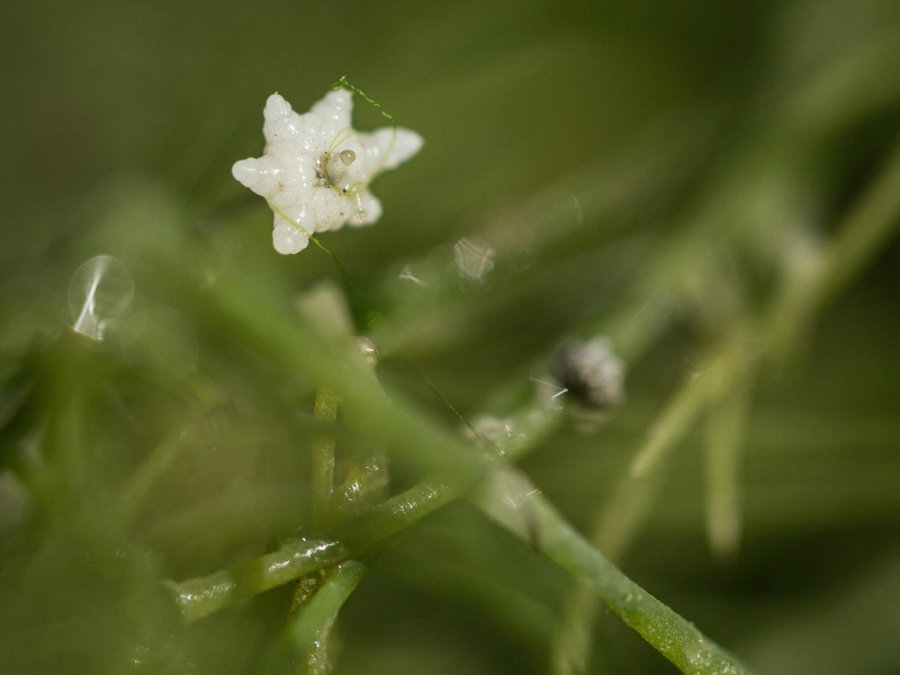 Starry-Stonewort.jpg
