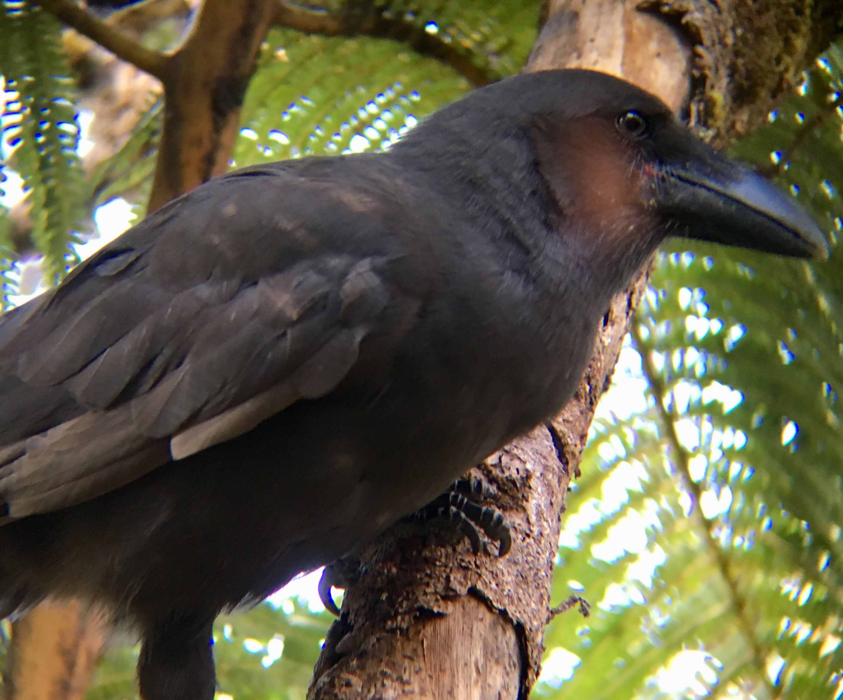 Hawaiian-crow-alala.jpg