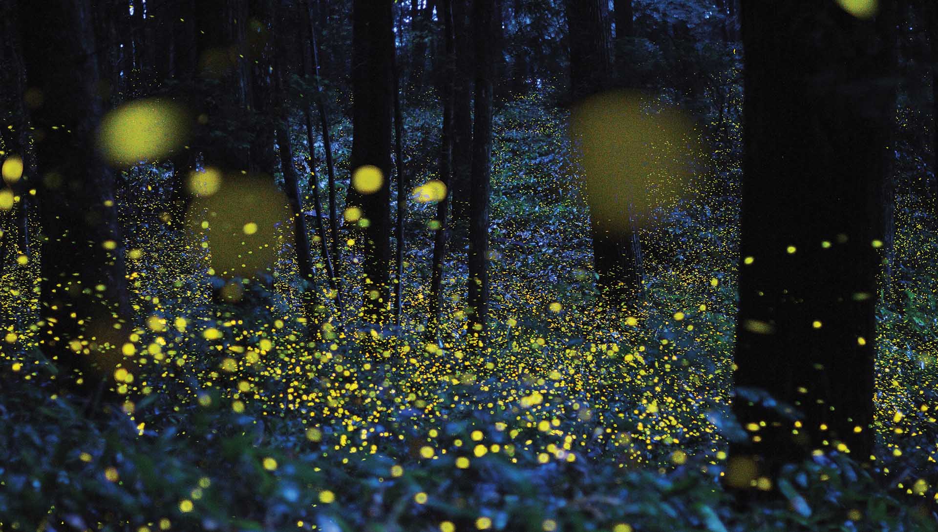 fireflies-lightning-bugs.jpg
