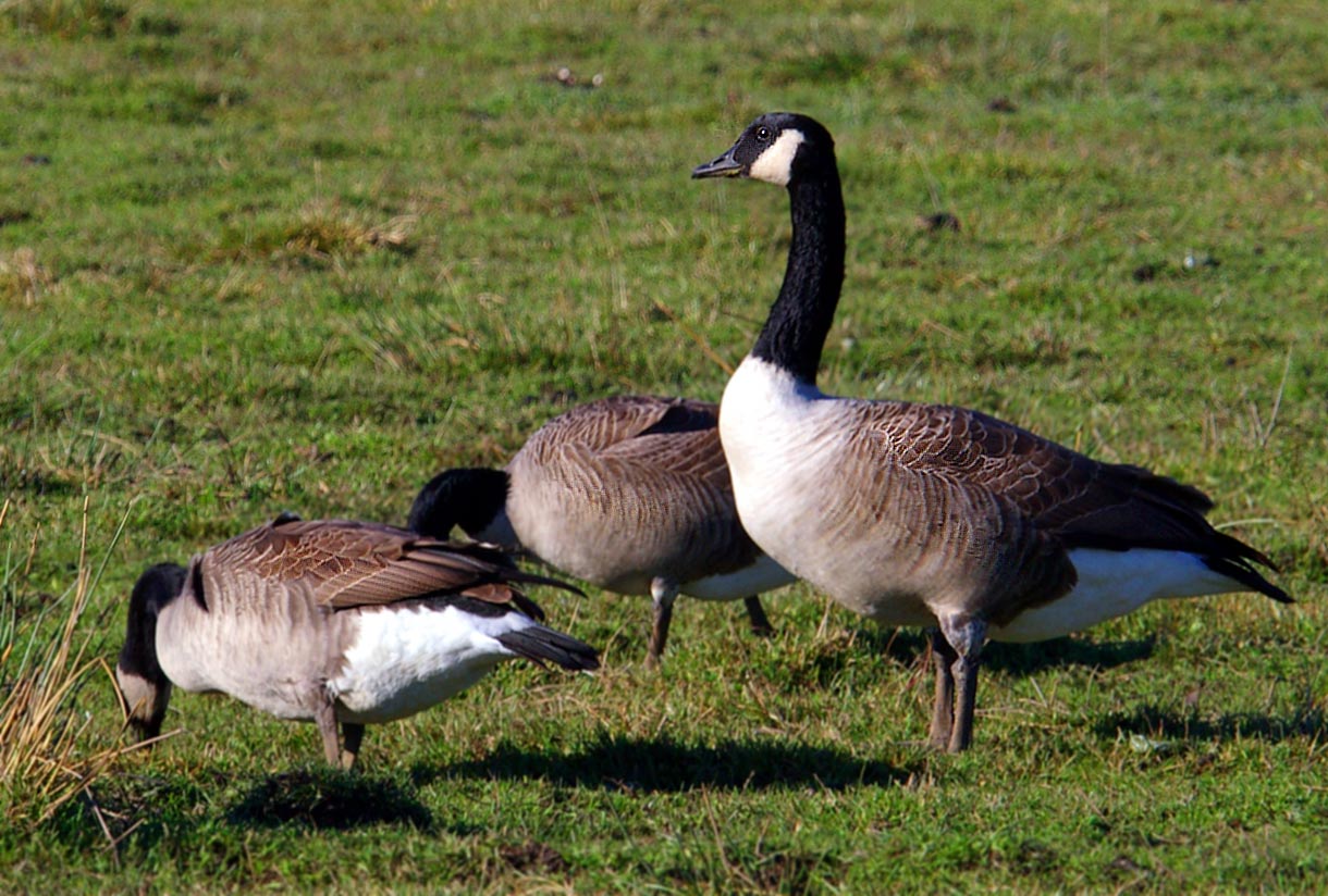 Canadian-Goose.jpg