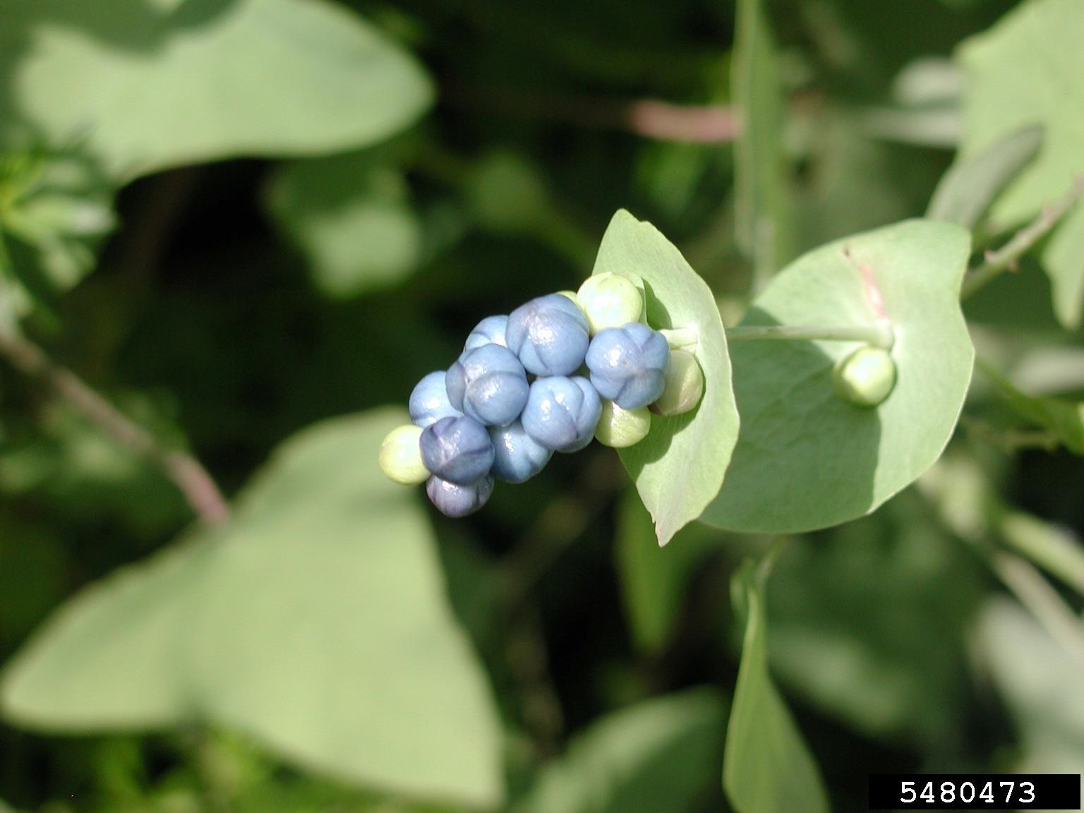 MAMW-fruit.jpg