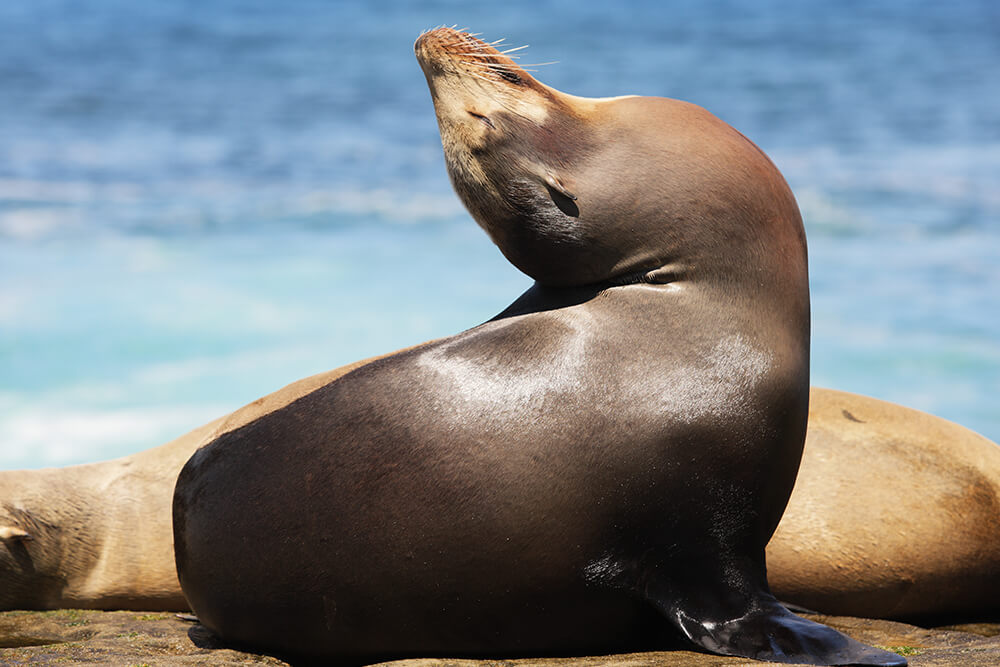 sealion_bending_back.jpg