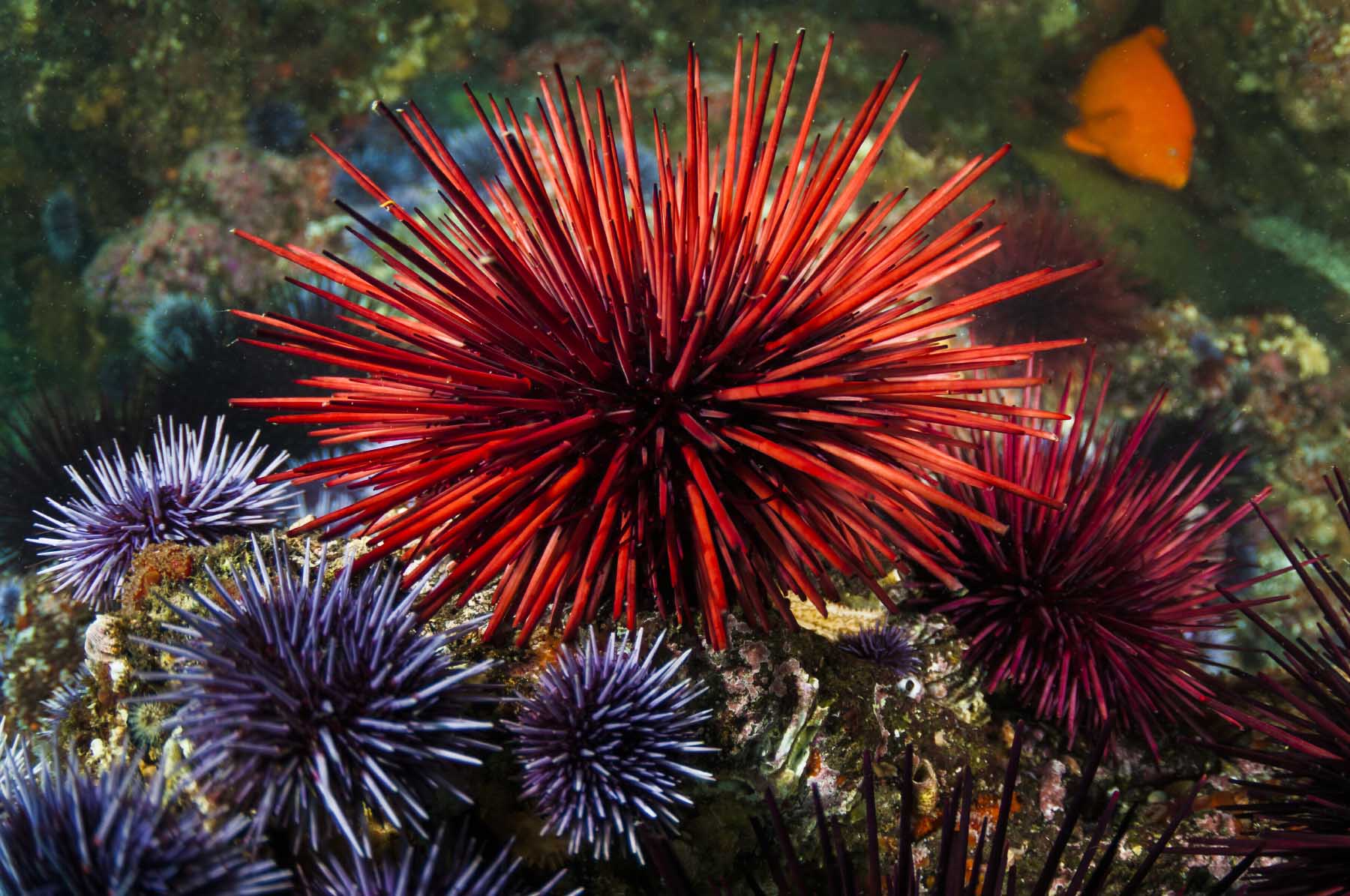 1_seaurchin_42-65991031.jpg