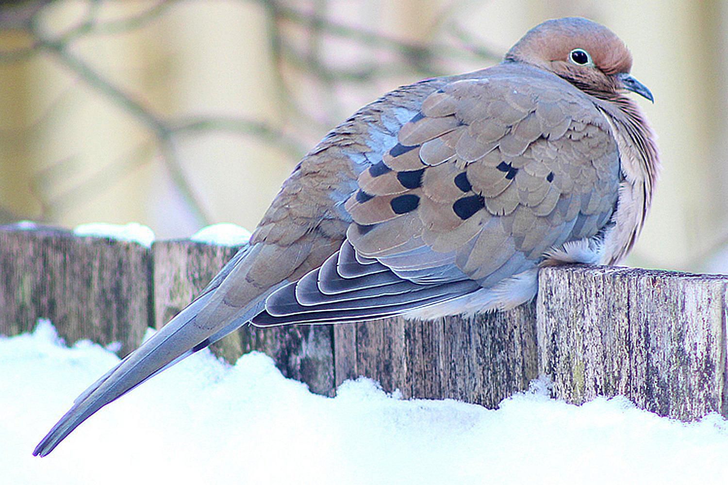 winterdove-58a6cf9a5f9b58a3c90313c2.jpg