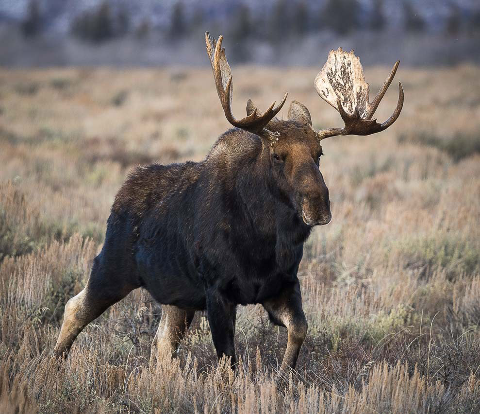 BullMooseAcrossSage3_Nov29-2.jpg