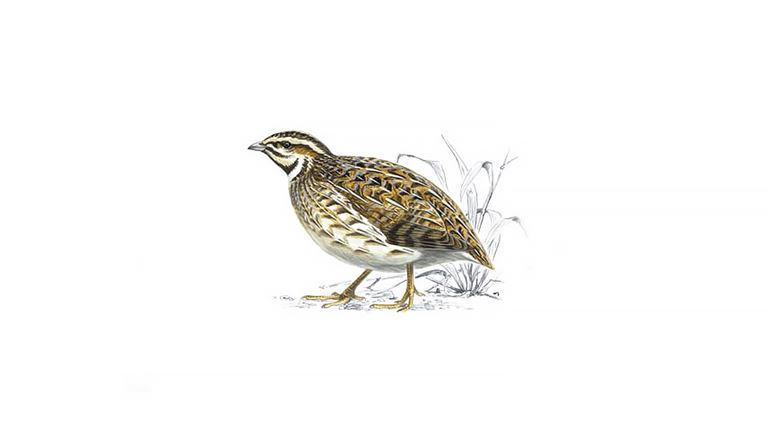 quail_1200x675.jpg