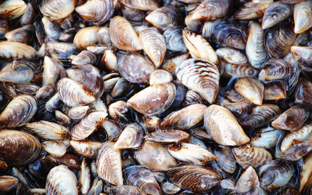 Zebra-mussels-1200x750.jpg