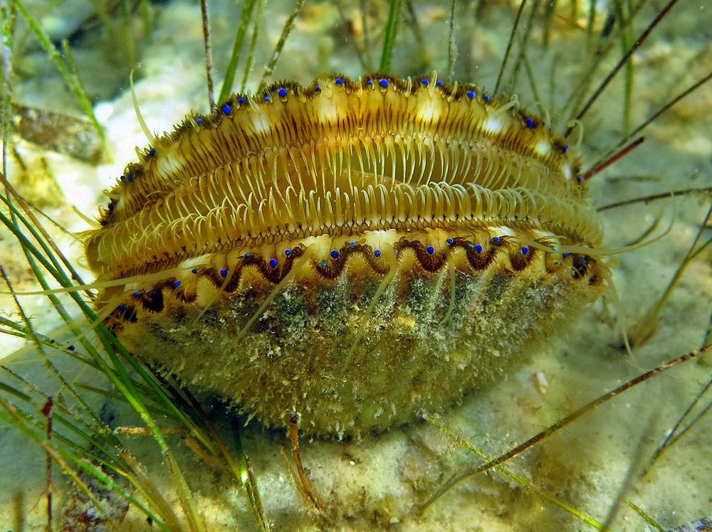 Scallop.jpg