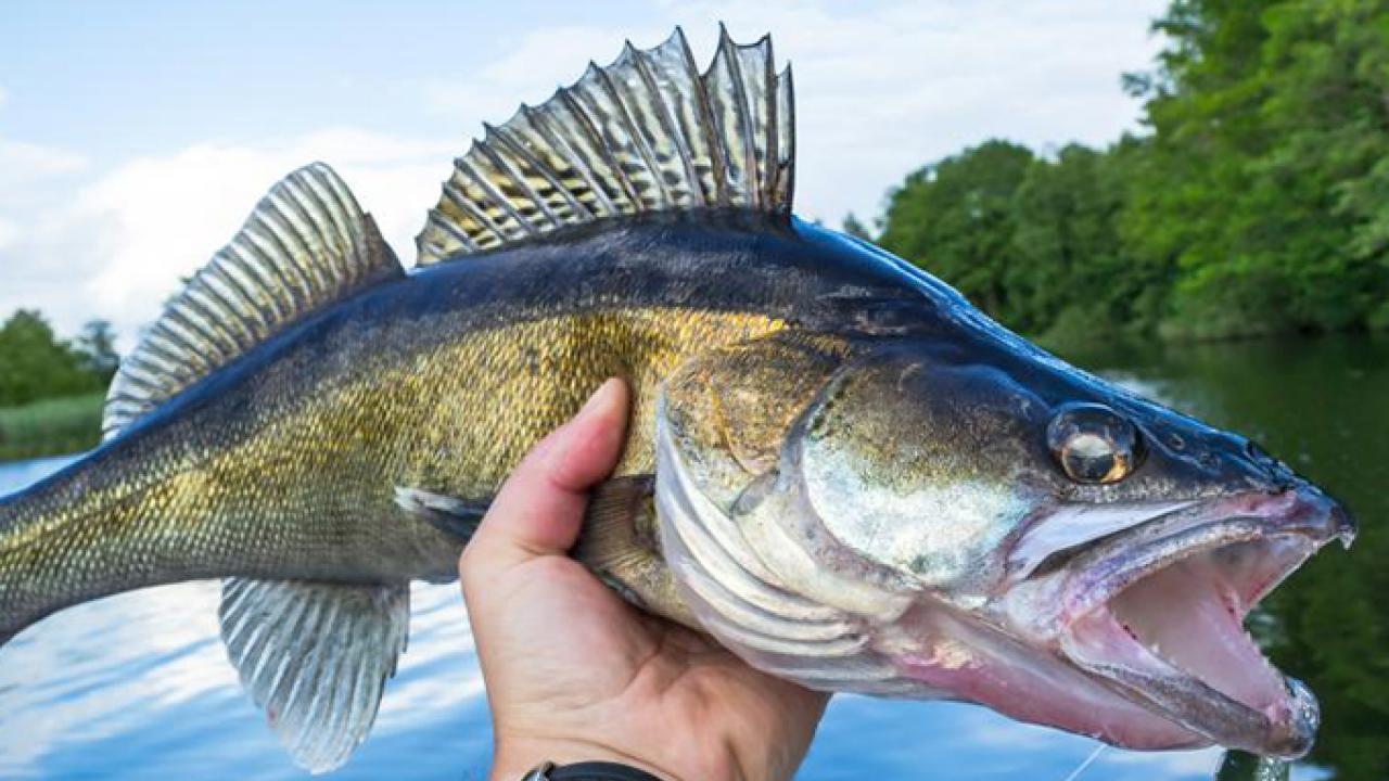jigging-for-walleye.jpg