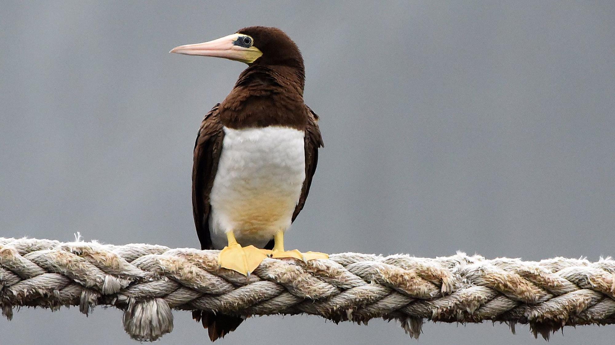 la-me-ln-brown-booby-channel-islands-20171108.jpg