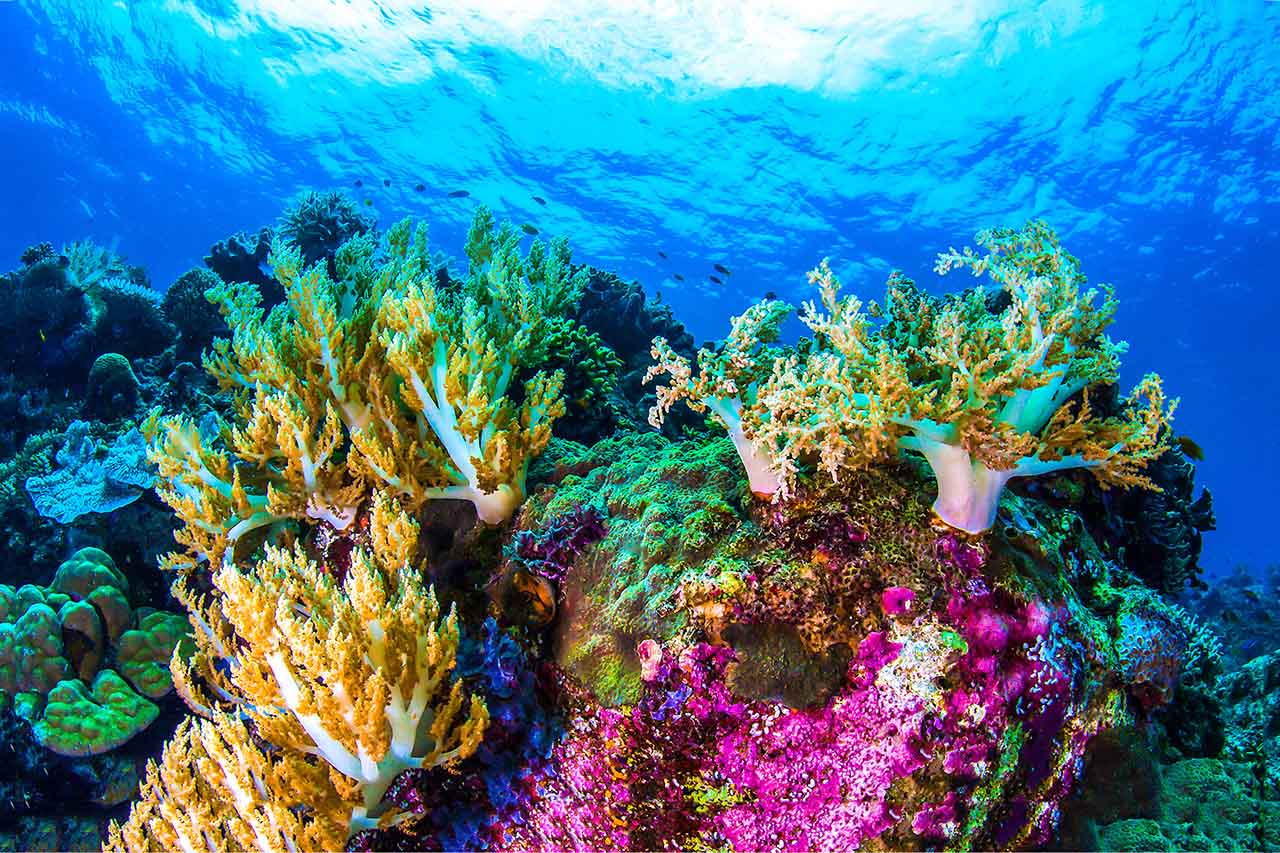 coralreef.jpg