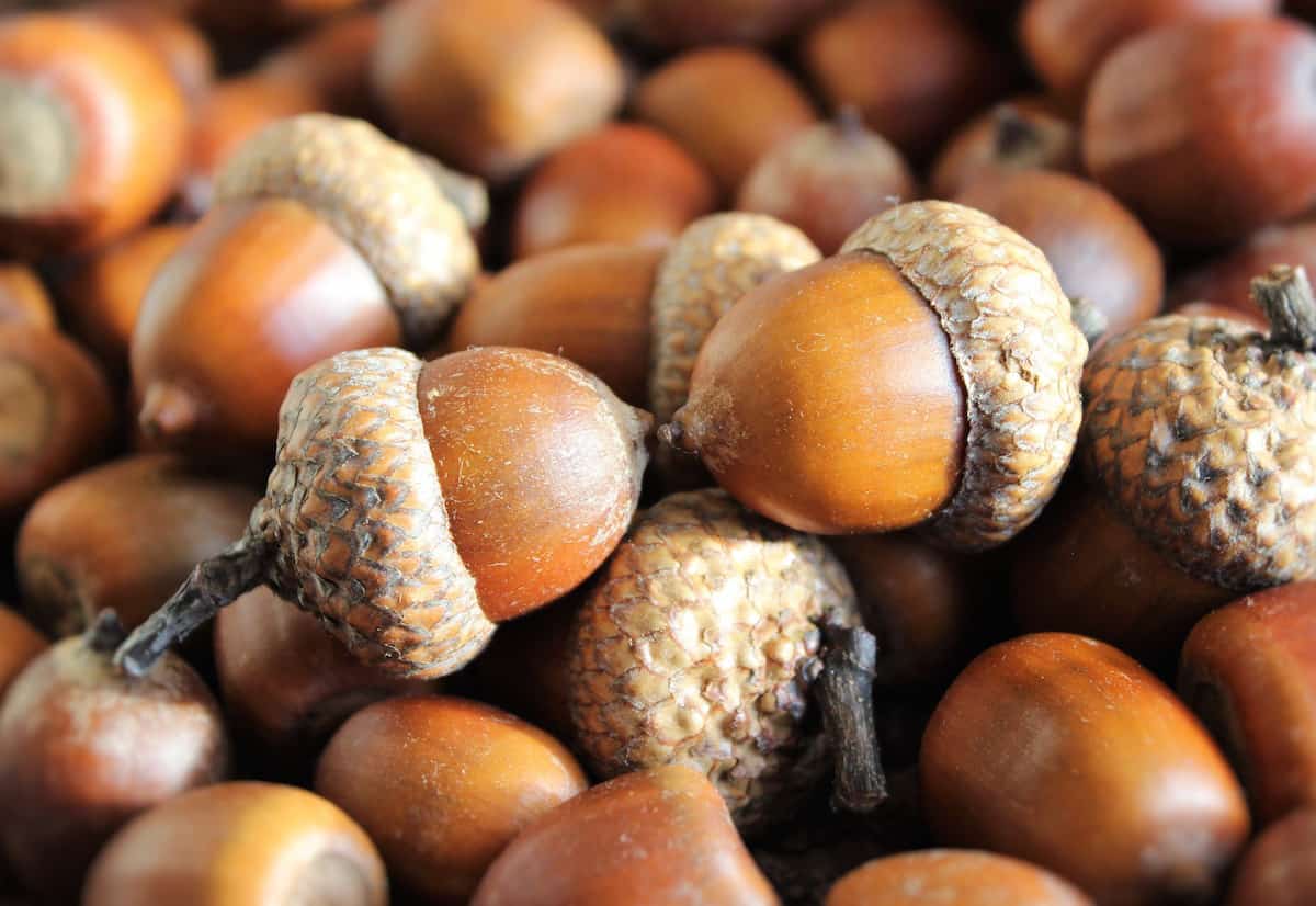 Acorns-investing-app.jpg
