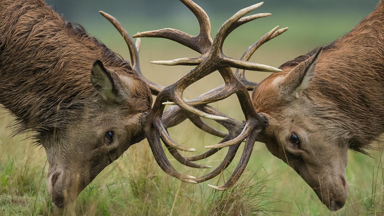 deer.jpg