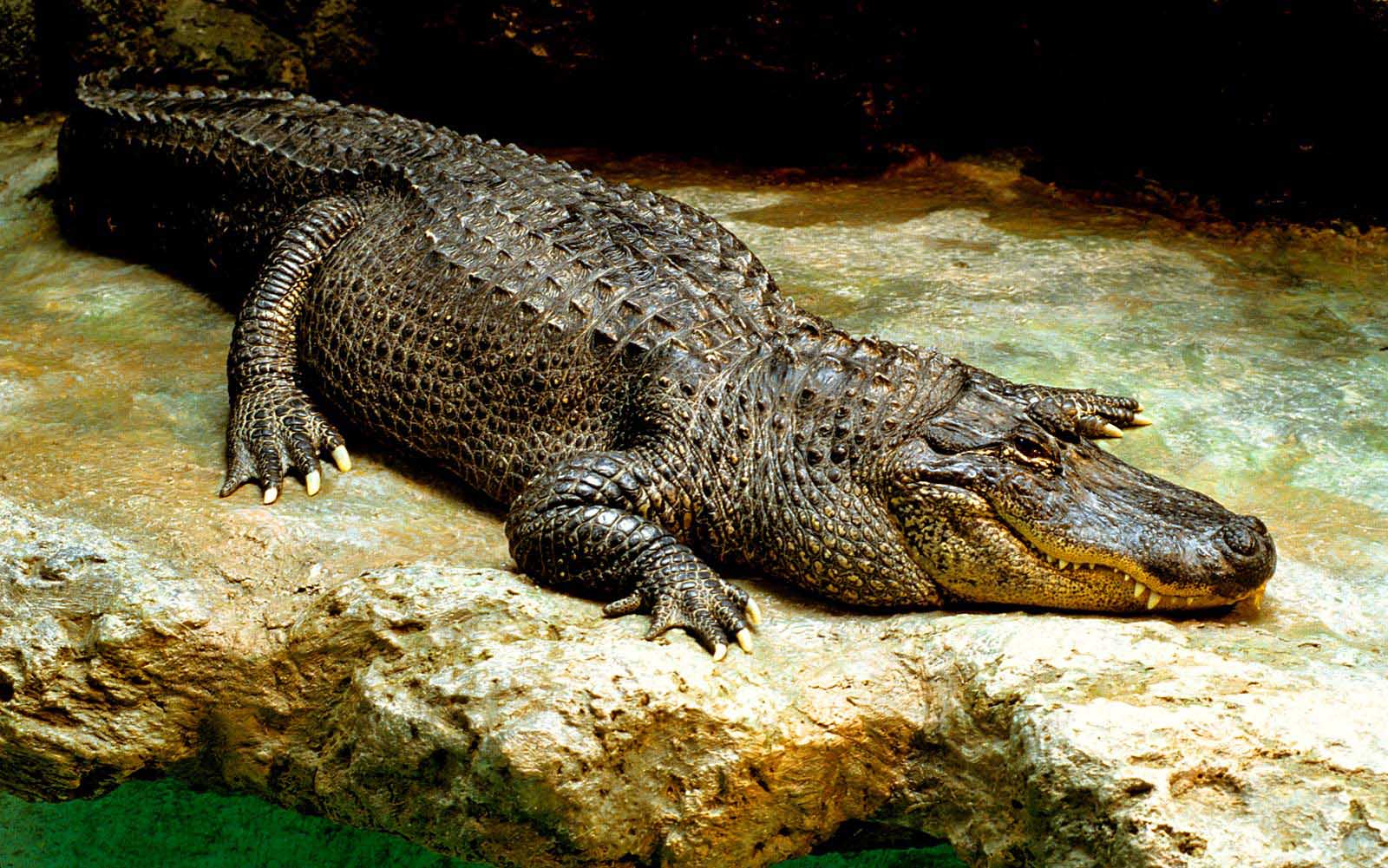 American-Mississippi-alligator.jpg