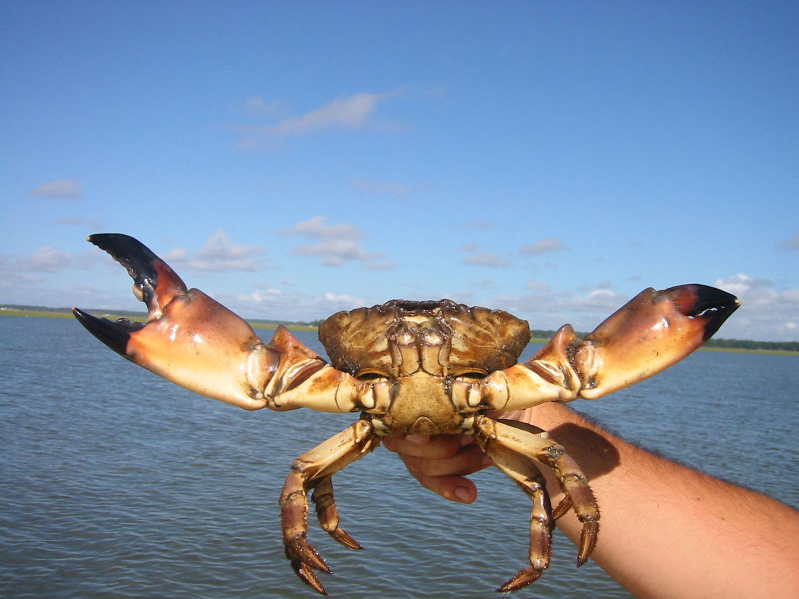 stone-crab-florida1.jpg