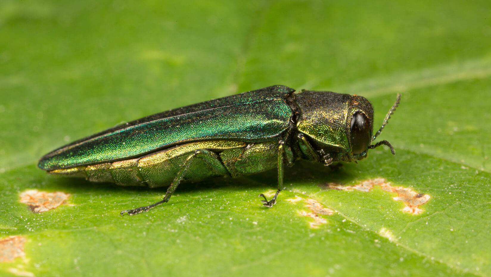 Emerald-Ash-Borer-news-feature.jpg