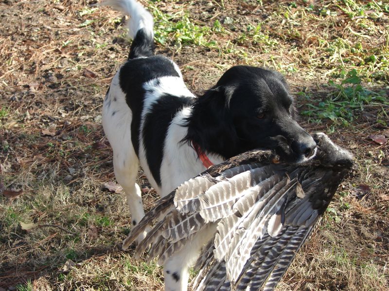 Best-Hunting-Dogs-15.jpg